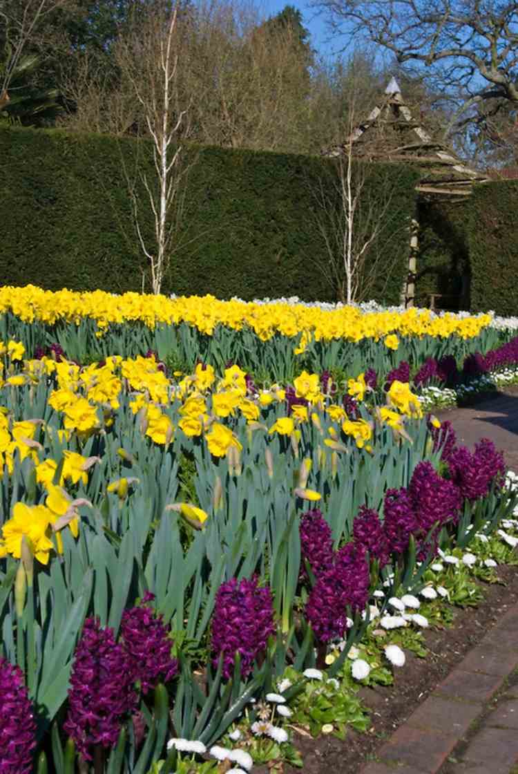 Påskelilje-japanske-orkideer-hvide-blomster