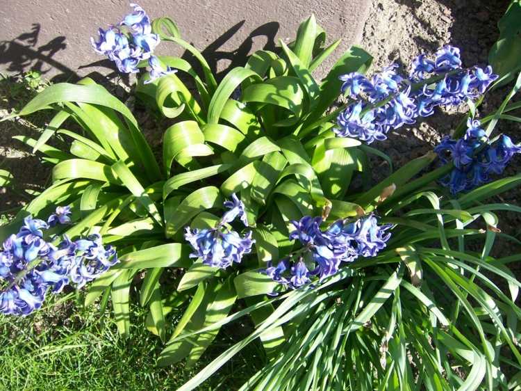Opret hyacinter-blå-have-eng