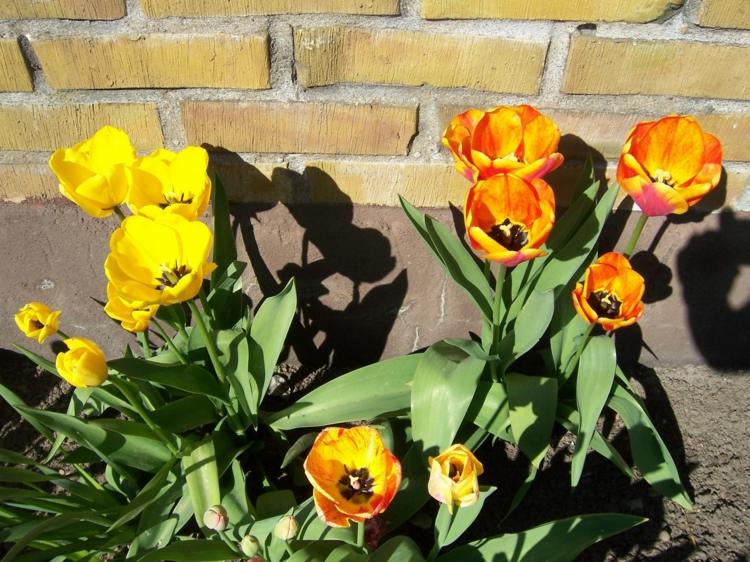 gule og orange tulipaner