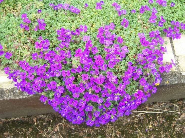 Havearbejde-med-blomster-violer