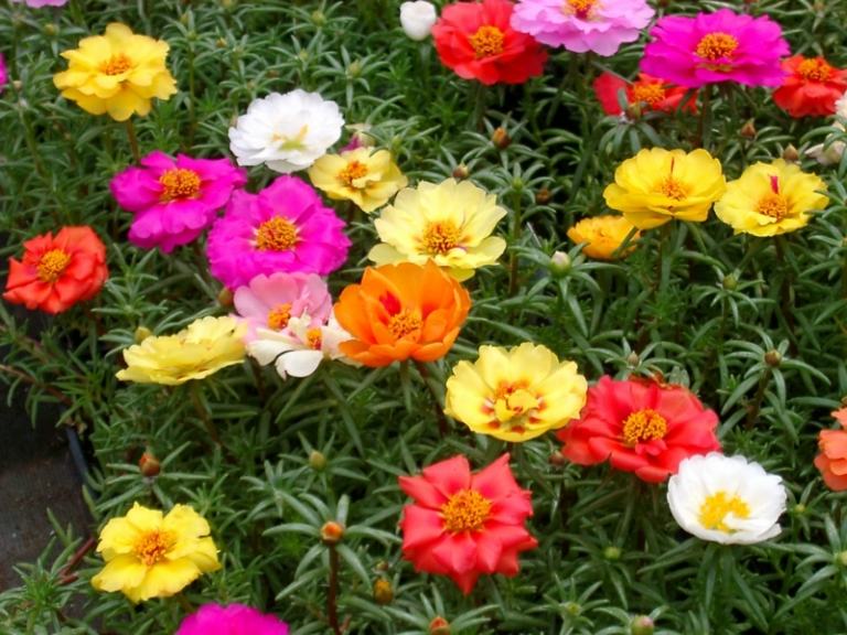bunddække planter blomstrende planter sukkulenter farverige
