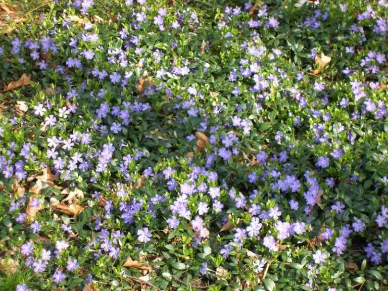bunddække planter vinca idé blå lilla farve blomster