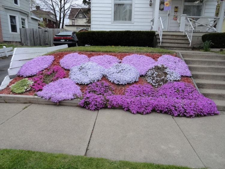 Bunddække planter-pude-phlox-lilla-blomstrende-forhave