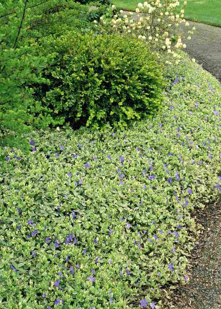 bunddække-planter-vinca-stedsegrøn-lilla-blomstrende