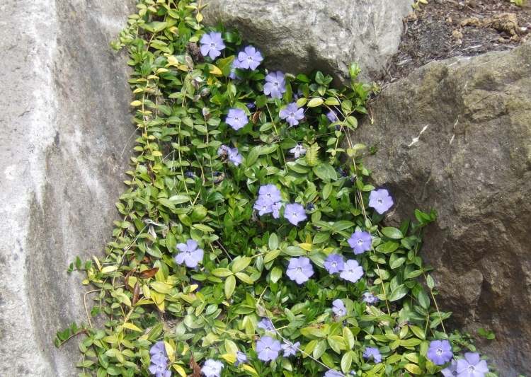 bunddække-planter-stedsegrønne-vinca-blå