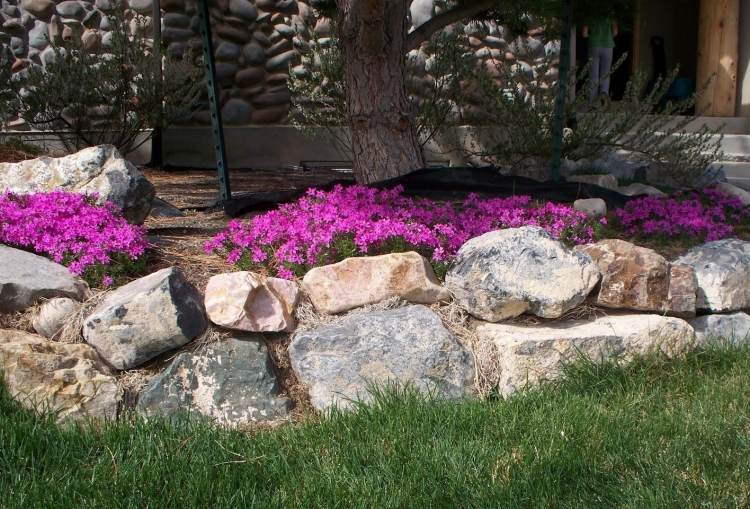 bunddække-planter-pude-phlox-pink-blomster