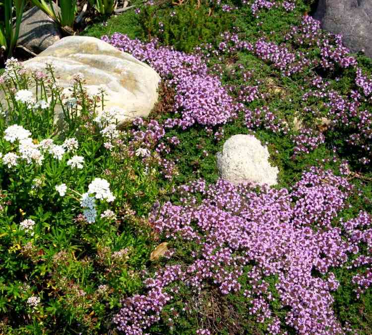 bunddække-planter-violet-blomstrende-krybende timian