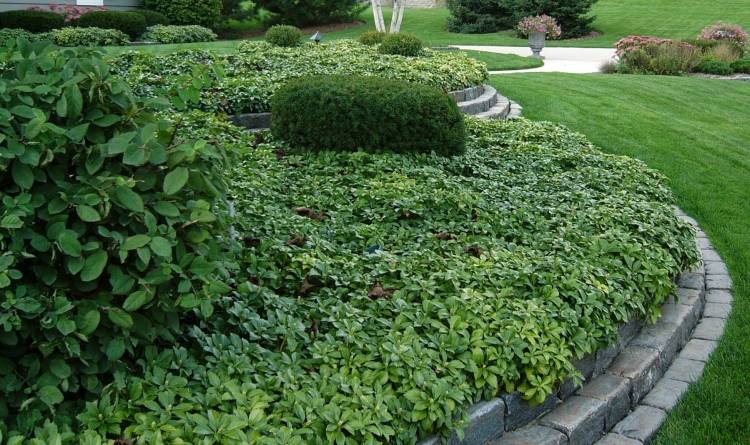 dickmannchen-evergreen-groundcover-pachysandra