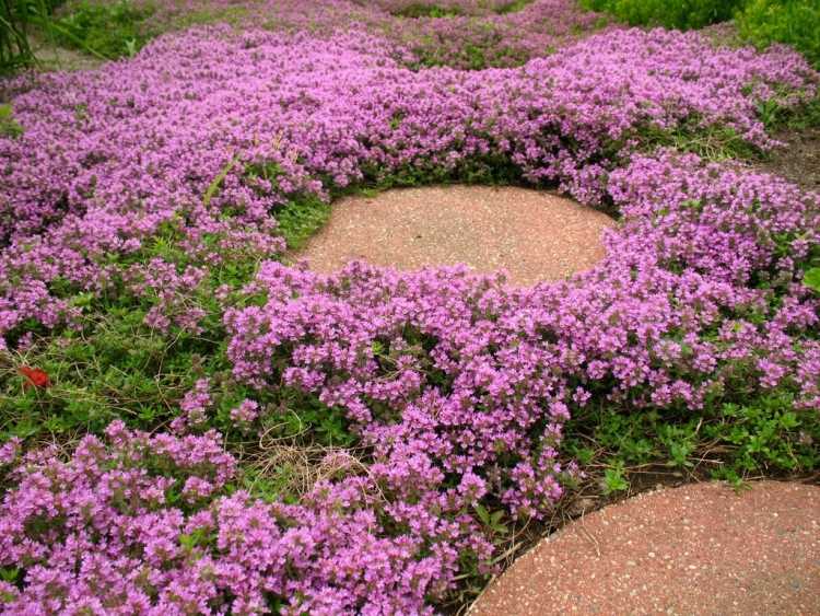 Kryb-timian-lilla-blomstrende-bunddække