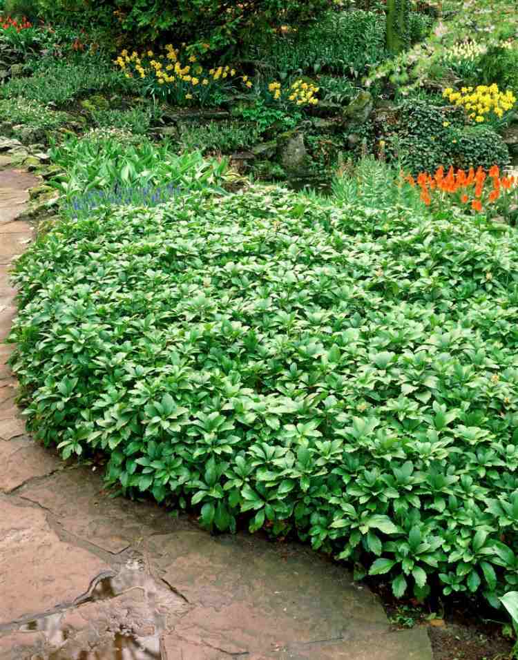 stedsegrønne-hurtigt voksende-bunddække-dickmannchen-Pachysandra-terminalis