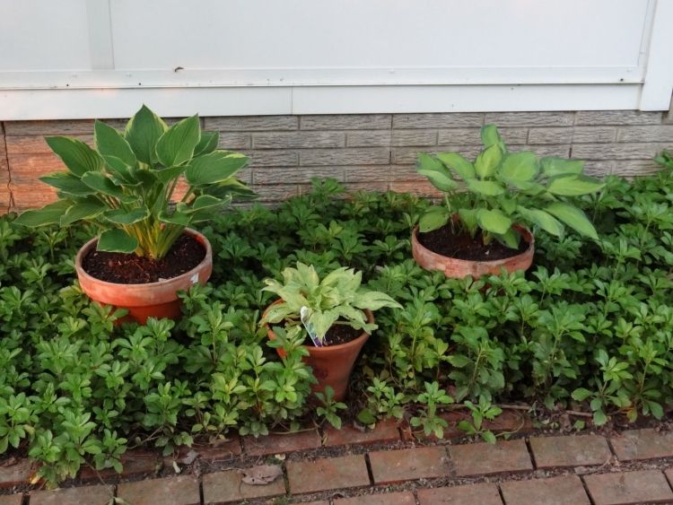 bunddække-planter-stedsegrønne-dickmannchen