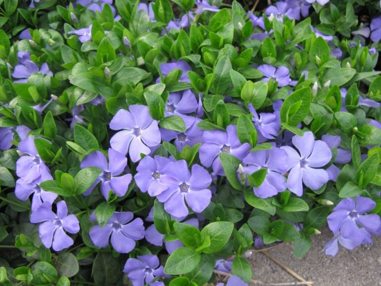 Plante til bunddække -vinca-immerguen-lilla-blomster