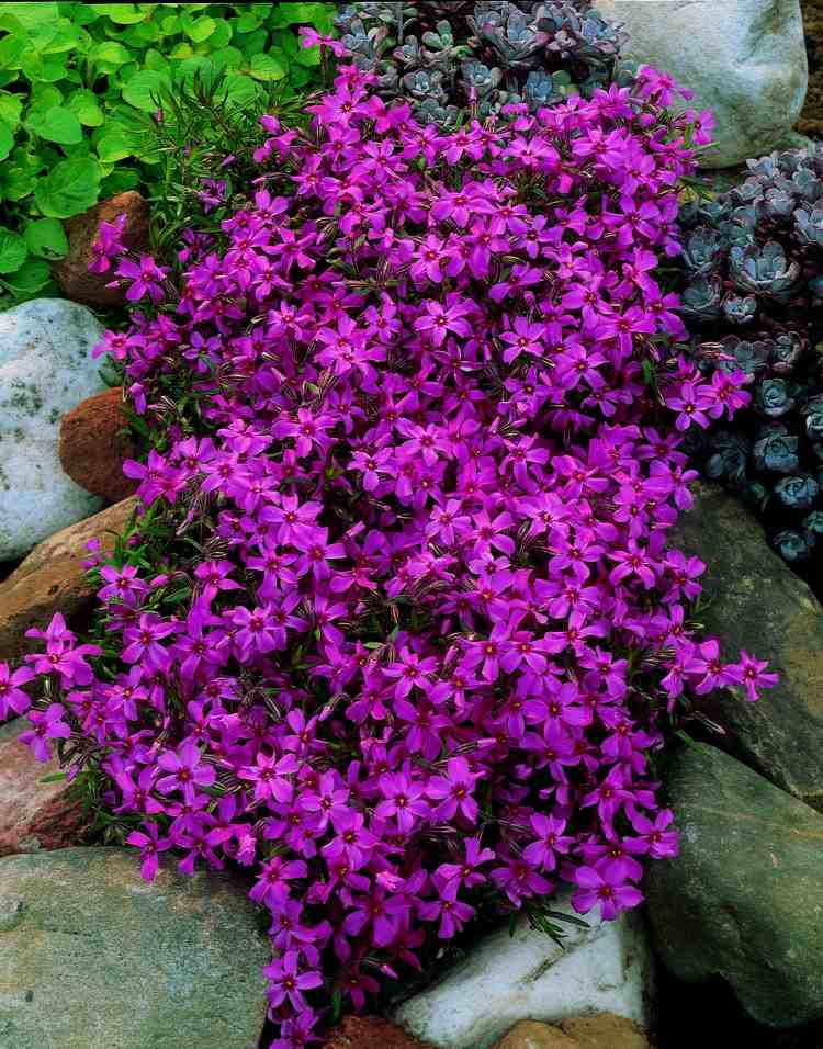 Blomstrende bunddække planter-tæppe-phlox-violet