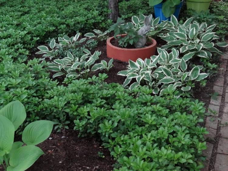 Bunddække planter-stedsegrøn-funkien-kombination