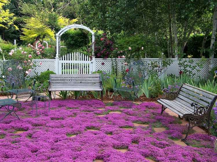 blomstrende bunddække planter have