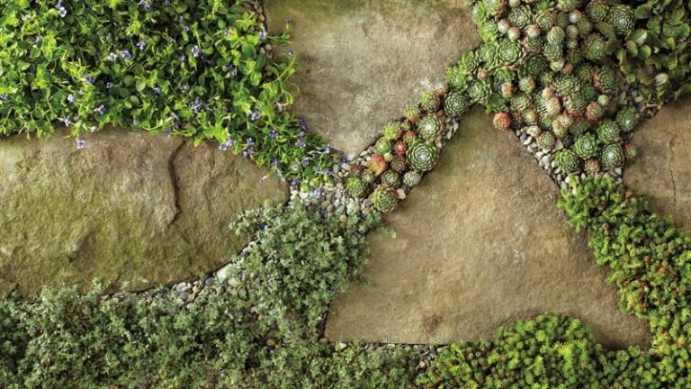 bunddække planter stenplader samlinger sukkulenter mos haven deco