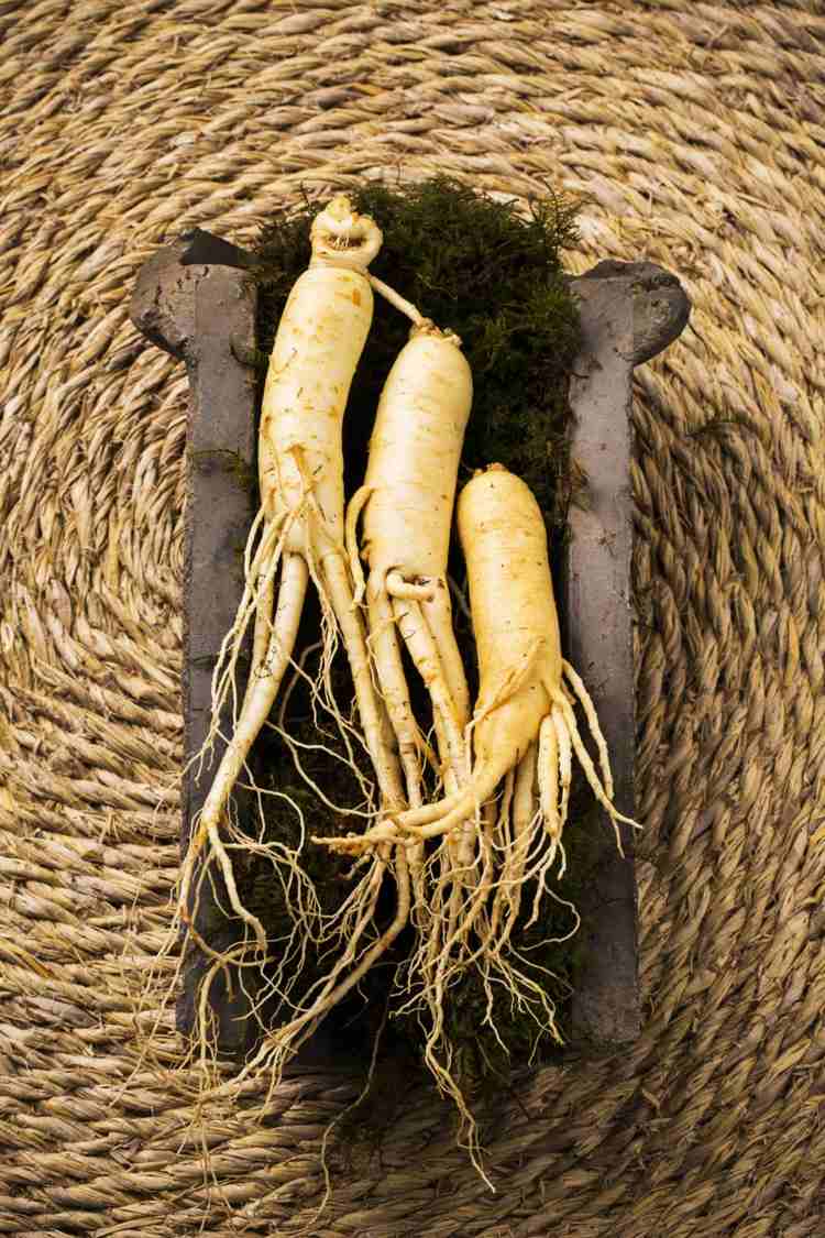 Ginseng rod har været brugt som folkemedicin i Kina og Korea i over tusind år