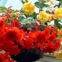 gyönyörű virágok az erkély belsejében a polcokon belső fotó