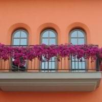 gyönyörű virágok az erkélyen a polcokon design fotó