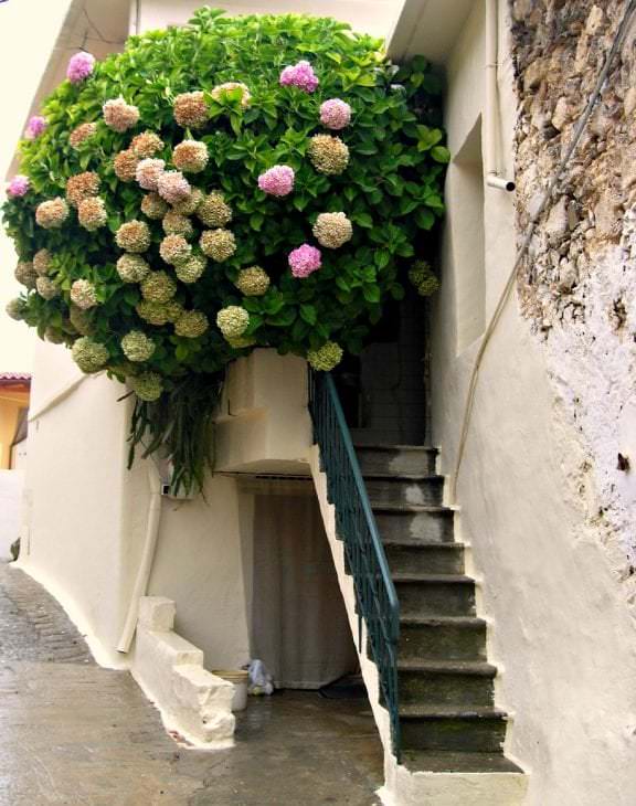 smukke blomster i det indre af balkonen på eksempelvis noget