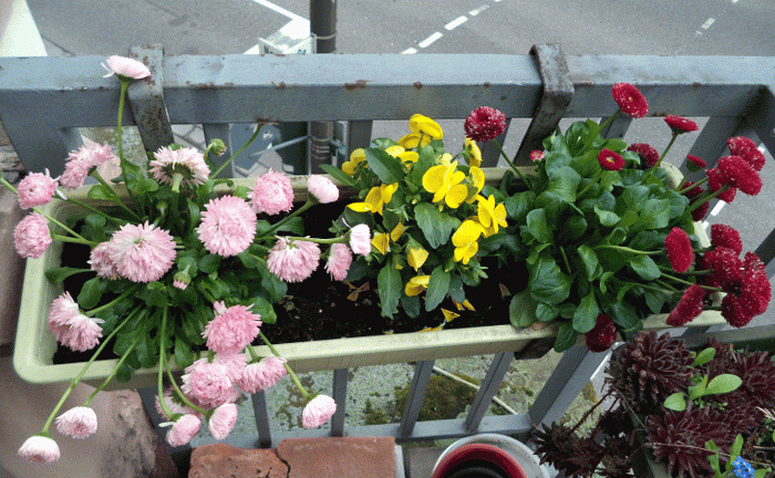 smarte blomster på balkonen på hyldernes interiør