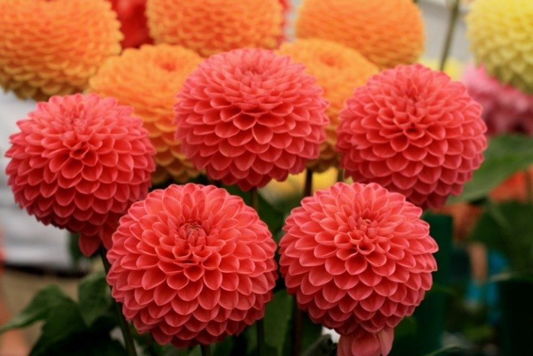 Dahlia-plante-pink-orange-pom-pom sort