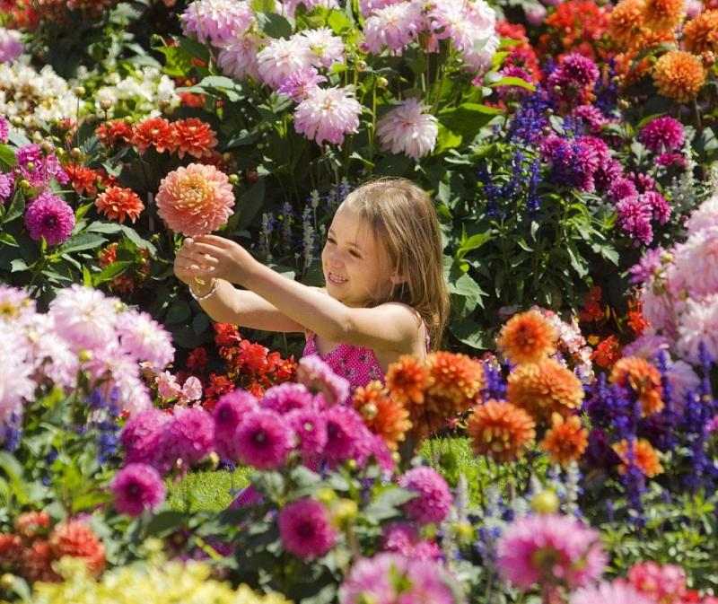 Dahlia plante forårs haven ideer