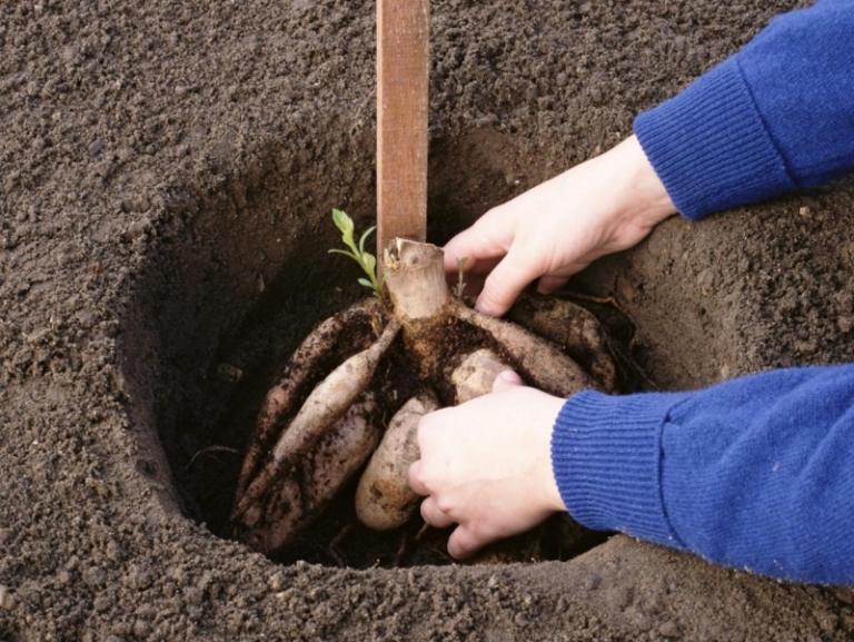 Dahlia-planter-knolde-forår-plantning
