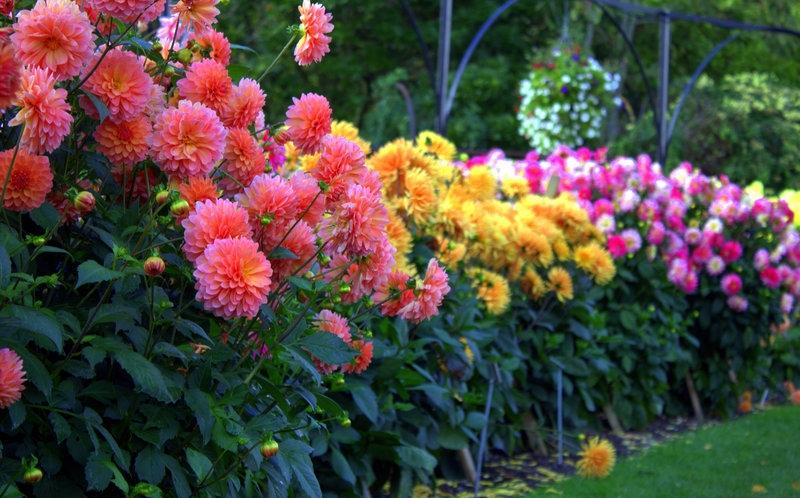 Dahlia-planter-græsplæne-kant-ideer-blomstrer