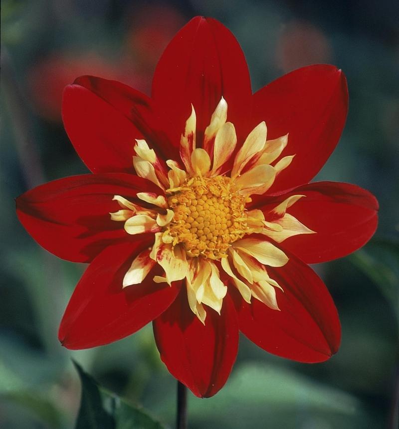 Dahlia-planter-røde-blomster-sort-preston-park