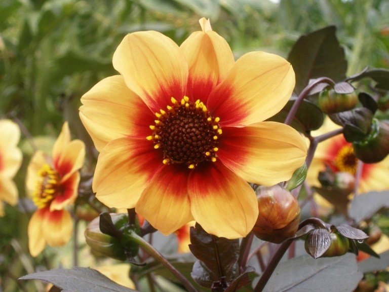 Dahlia-planter-gule-orange-blomster-måneild