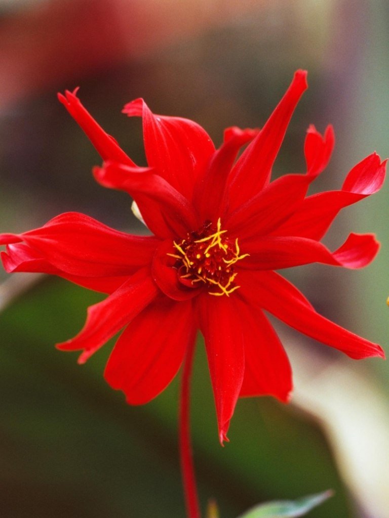 Dahlia-planter-røde-blomster-cultivar-ragged-robin
