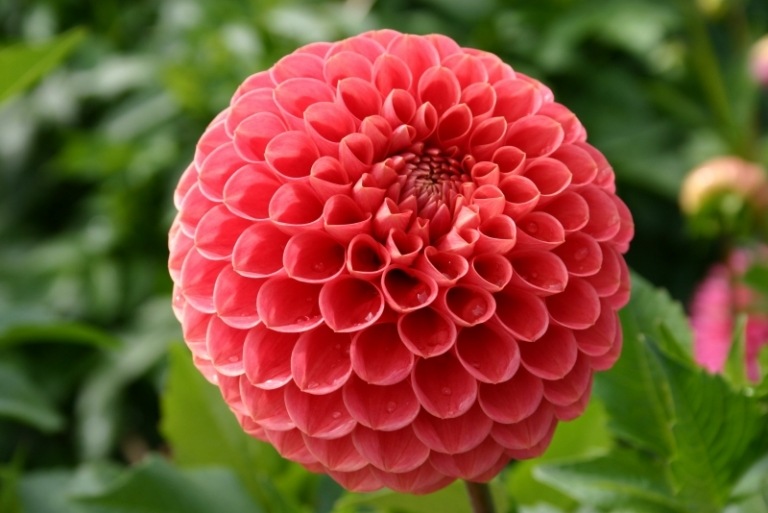 Dahlia-planter-pink-runde-blomster-Jomanda