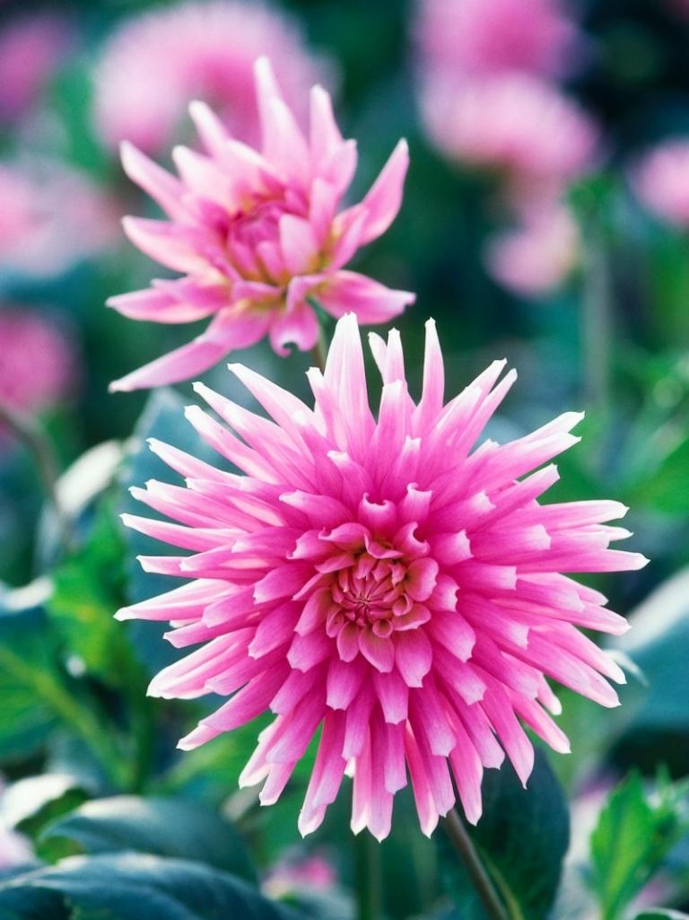 Dahlia-planter-pink-blomster-prinsesse