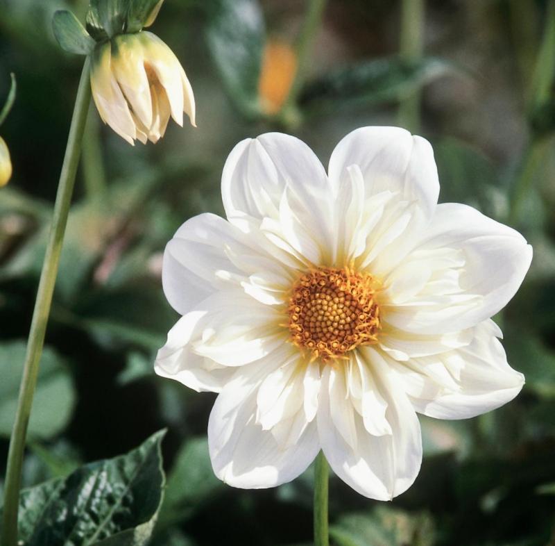 Dahlia-planter-weisse-Blueten-påske-søndag