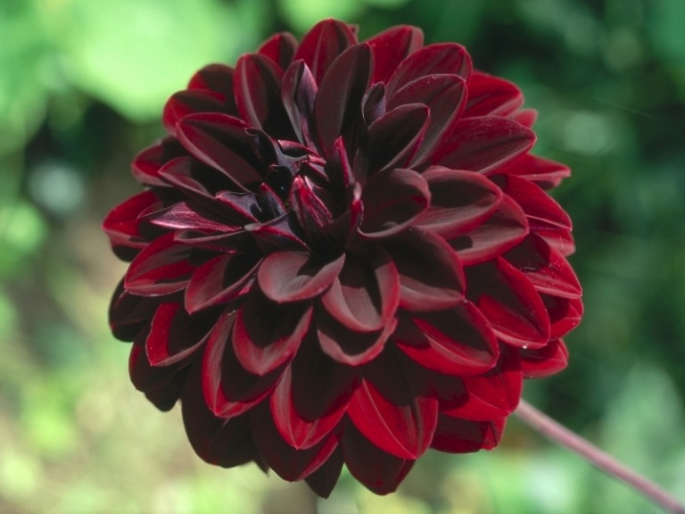 Dahlia-plante-sort-mørk-rød-arabisk-nat