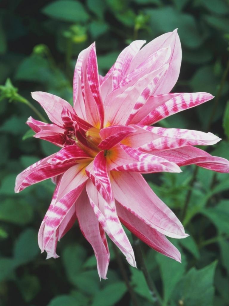 Dahlia-planter-pink-blomster-sort-pink-giraf
