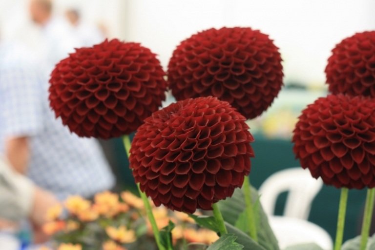 Dahlia-planter-røde-blomster-cultivar-pop-pom