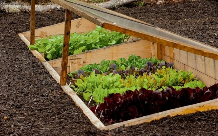 have kold ramme jorden forsænket salatplanter