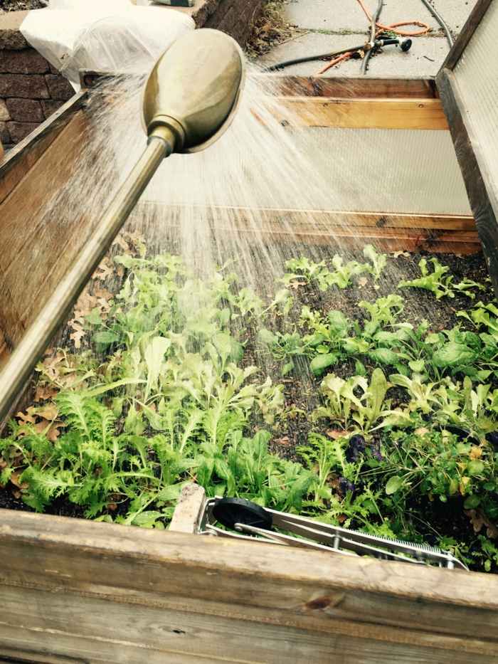 planter fjederbed vanding vand vandkande havepleje tips