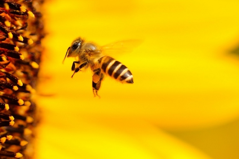 Bier har brug for tilstrækkelig væske om foråret og sommeren