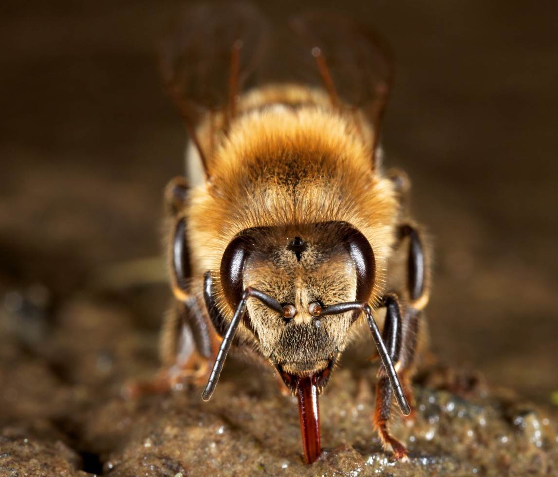 Vandet til bierne kan beriges med salt eller helende jord