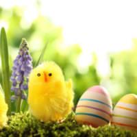 DIY ouă de Paște și pui galben