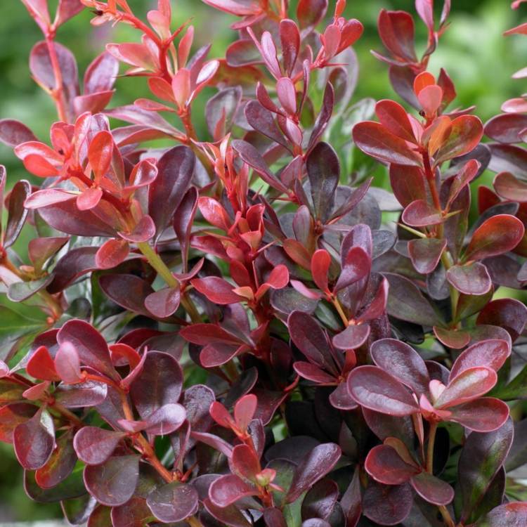 have-efterår-thunberg-barbær-rød-busk-planter