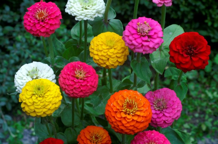 have-efterår-zinnia-farver-rød-lime-farverig-blomsterbed-design