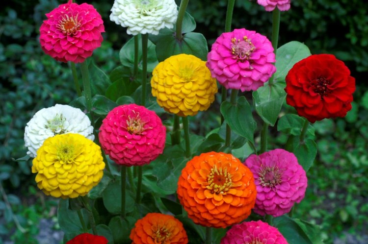 have-efterår-zinnia-farver-rød-lime-farverig-blomsterbed-design