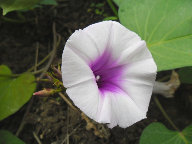 have-efterår-sød-kartoffel-sarker-øm-blomster-pleje