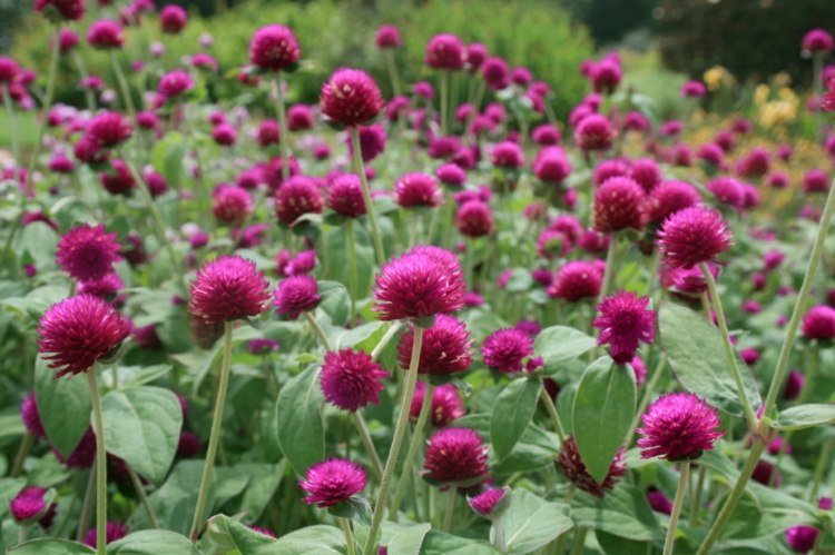 have-efterår-sfærisk amarant-blomster-bland-pink-blomsterbed