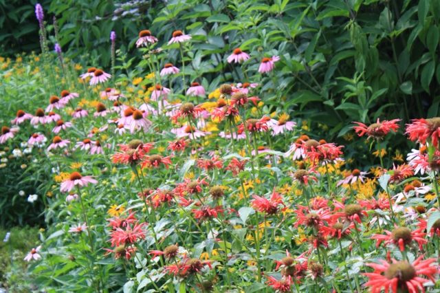 Forårsblomster solrig beliggenhed plante ideer havedesign blomsterbed