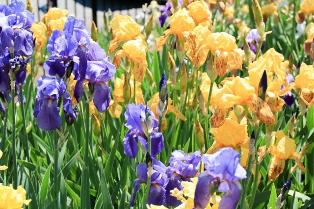 Friske blomster i haven kombinerer gul lilla farve